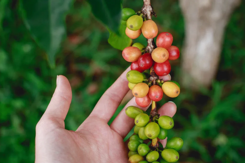 Come avviene la raccolta del caffè?